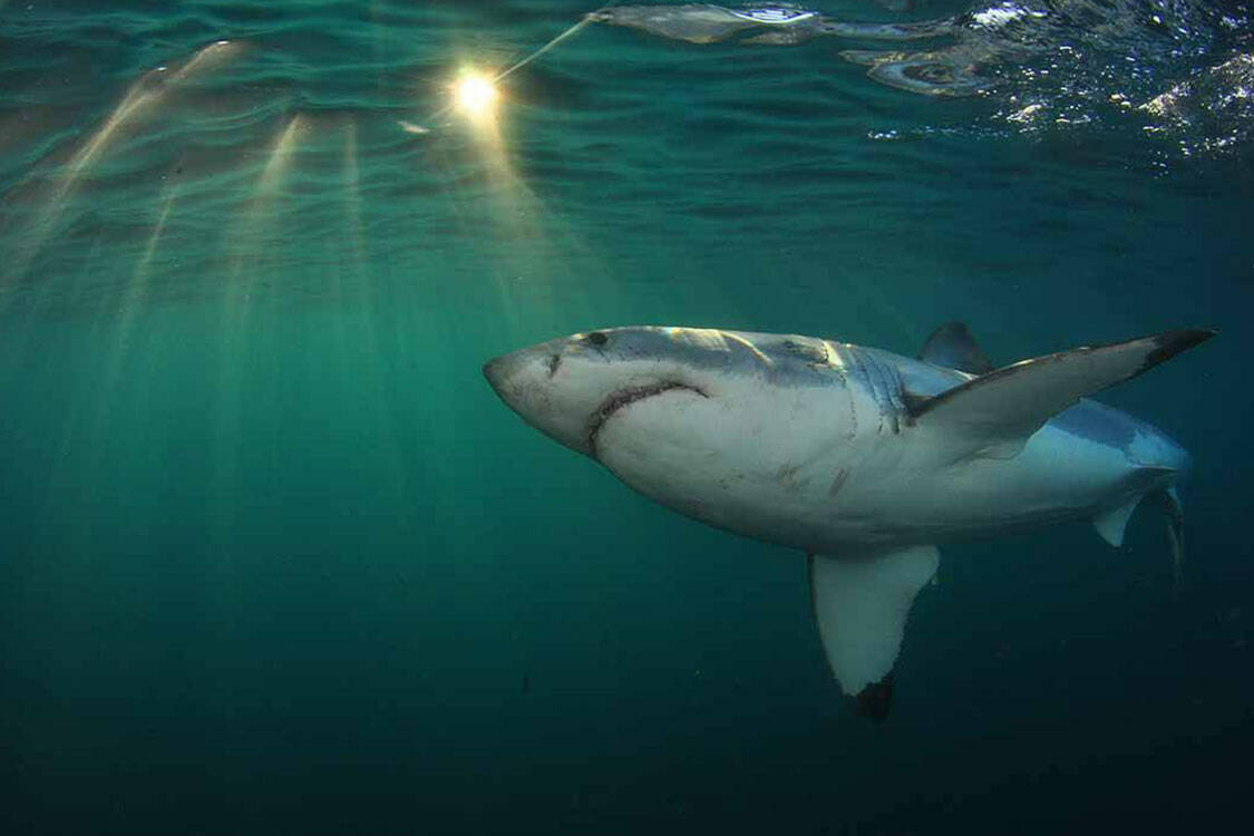Shark Cage Diving Cape Town Tour
