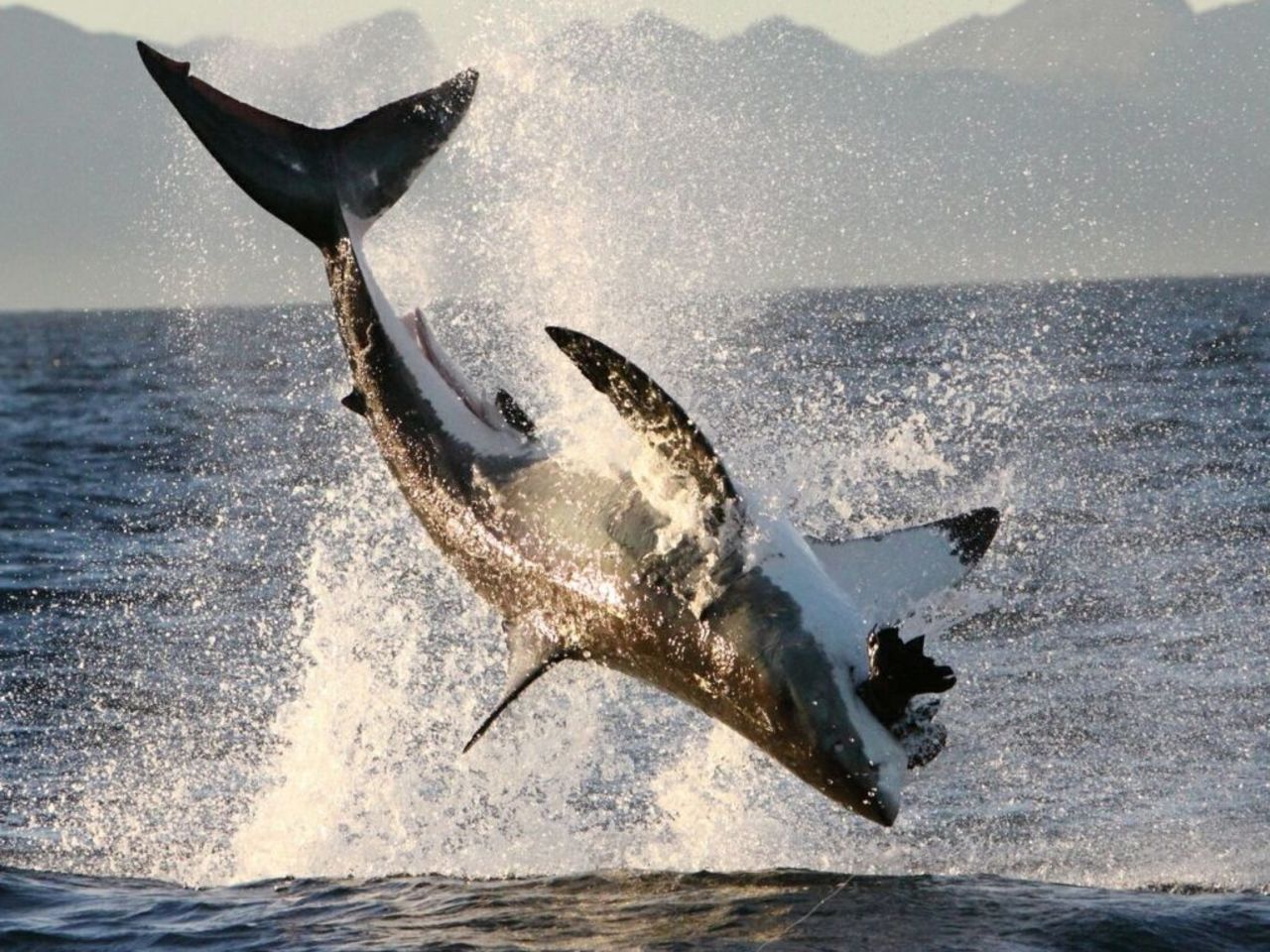 Great Whites often seen hitting a Seal