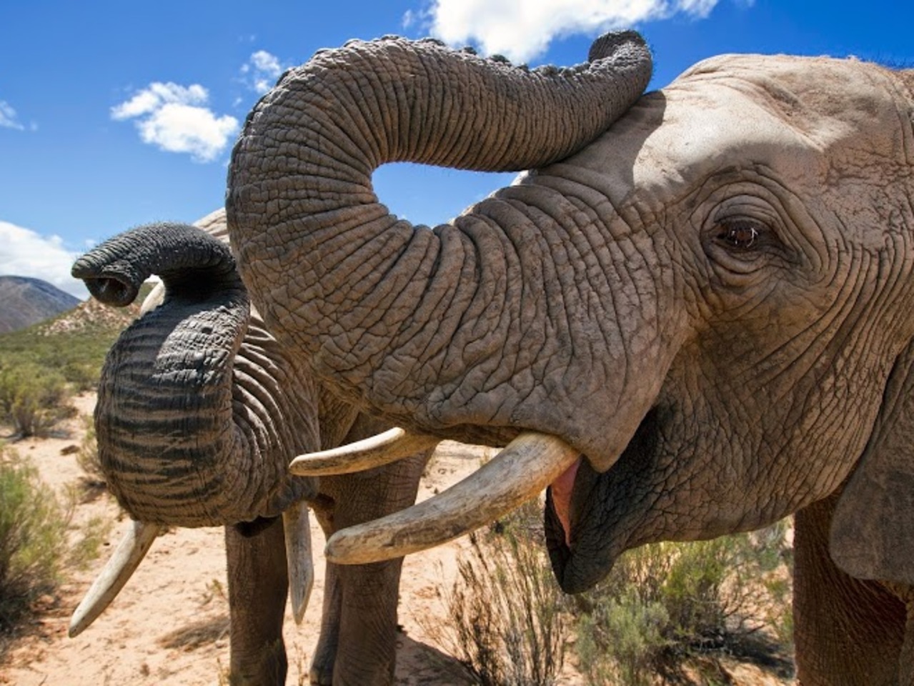 Largest Mammal of the Jungle - Elephant
