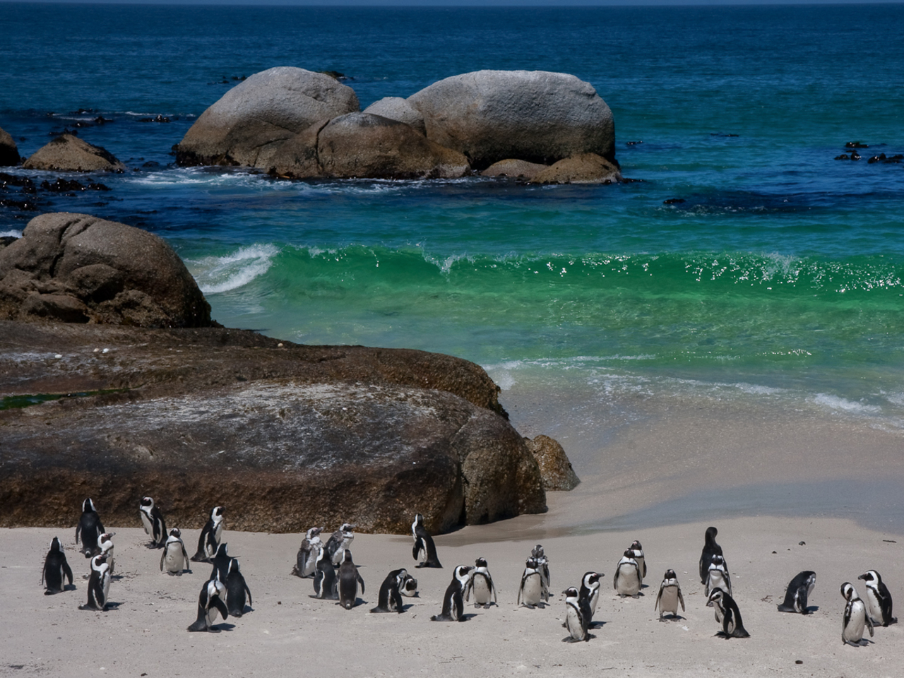 Boulders Beach Penguin Colony - Optional
