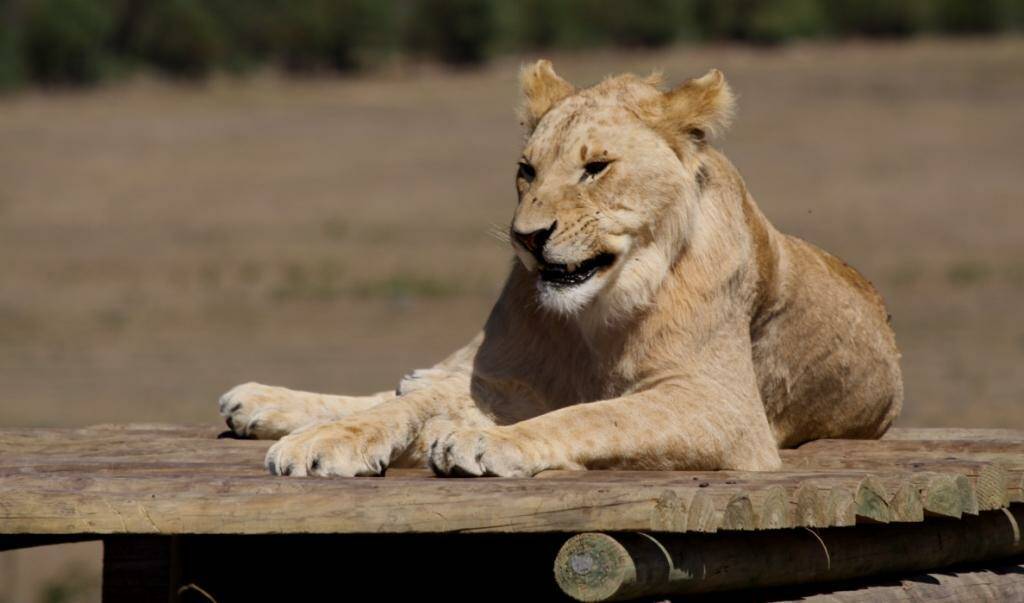 Drakenstein Lion Park - Cape Town - South Africa