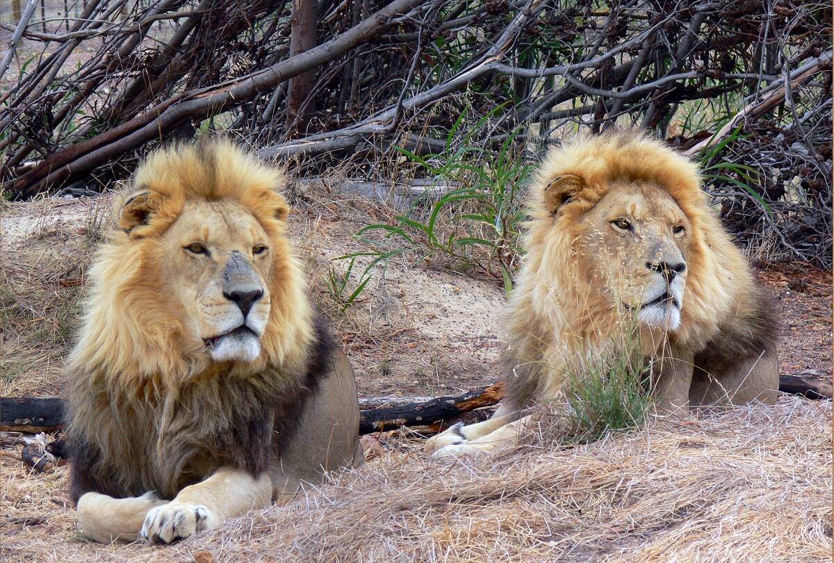 Drakenstein Lion Park - Cape Town - South Africa