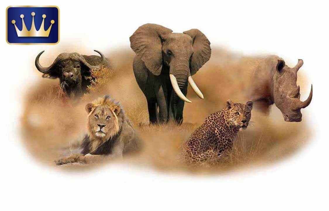 Пятерка африки. Большая пятерка Африки сафари. Большая пятерка Африки сафари охота. Слон носорог Лев леопард. Слон буйвол носорог Лев леопард.