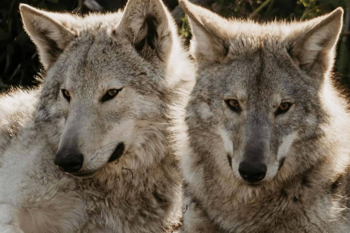 Wolf Sanctuary Tsitsikamma