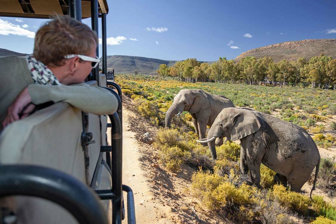 Cape Town BIG 5 Safari and Lodge Packages